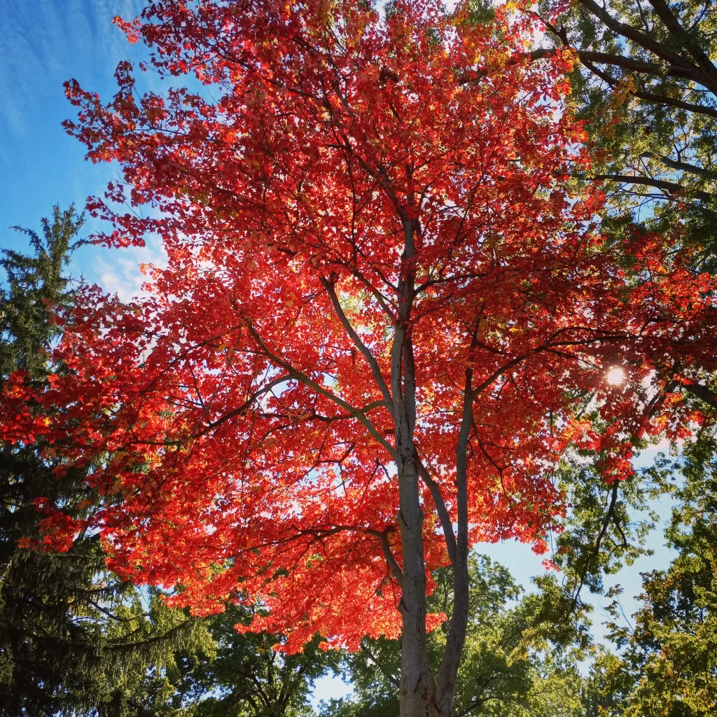 fall leaves